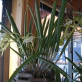 brassavola-little-stars