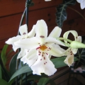 dgmra-winter-wonderland-white-fairy