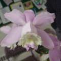 081