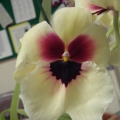 091