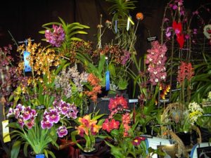 NH Orchid Show