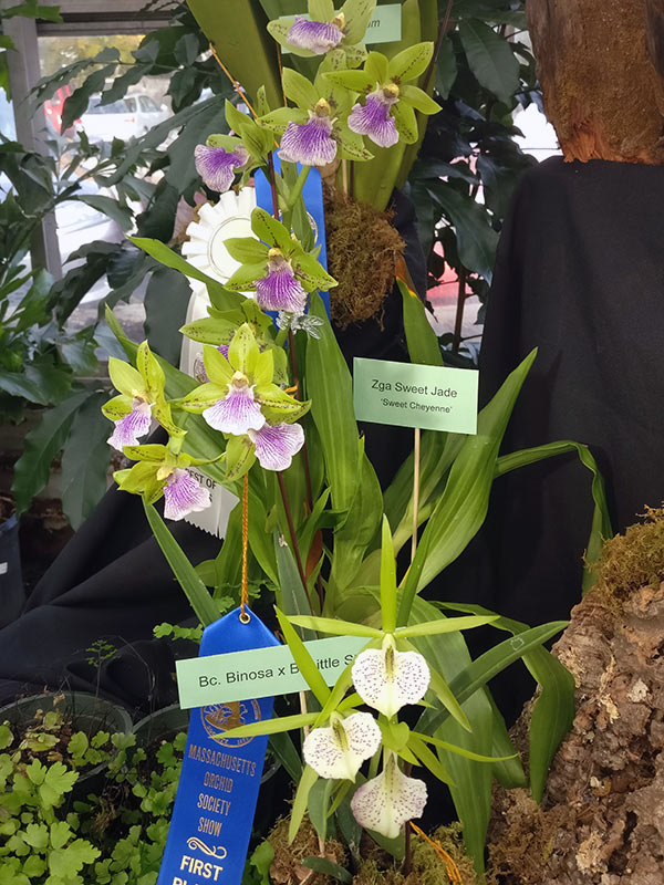 Massachusetts Orchid Society’s Annual Orchid Show