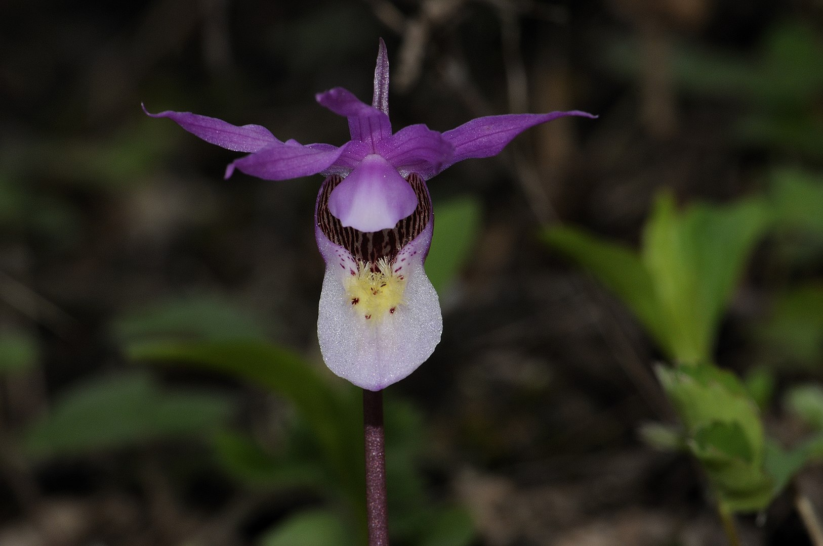 Calypso bulbosa L. - Maine Orchid Society