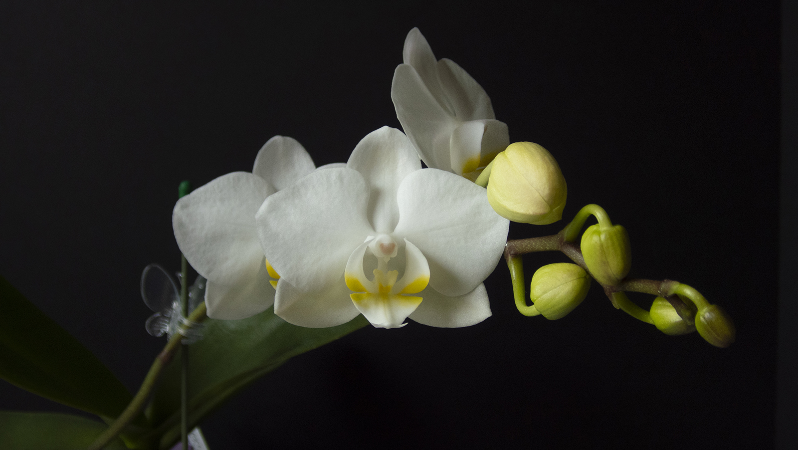 About the Maine Orchid Society - Maine Orchid Society