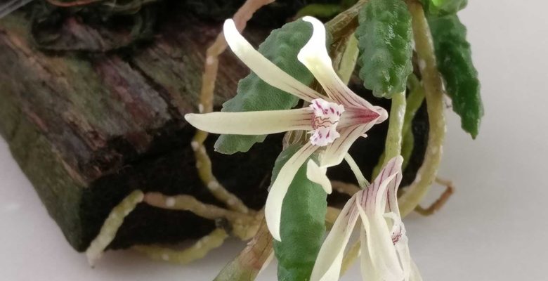 Dendrobium cucumerinium