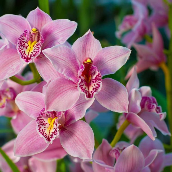 Native Orchids of New England - Maine Orchid Society