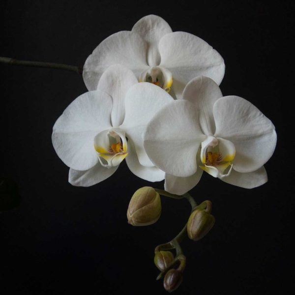 Native Orchids of New England - Maine Orchid Society