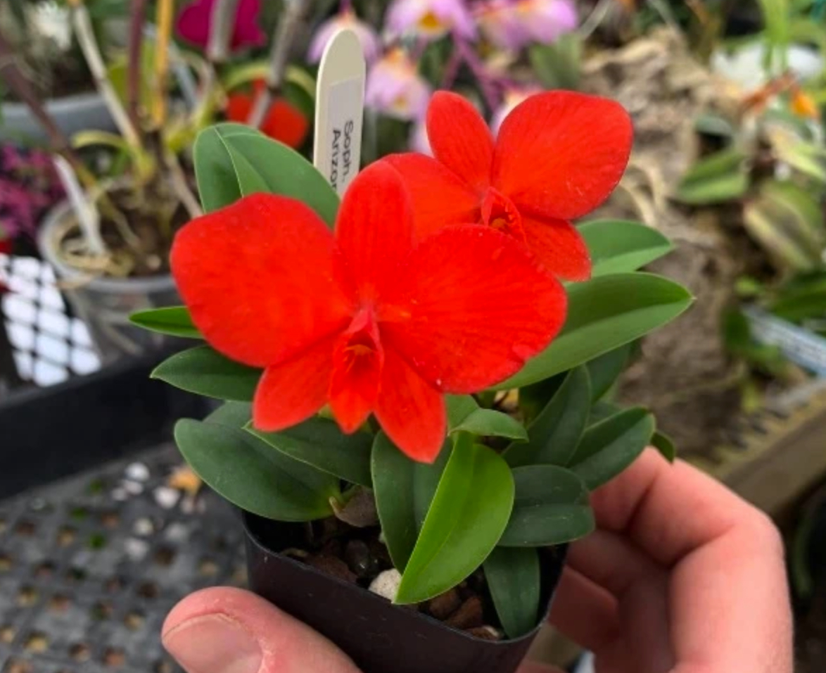 January Zoom Meeting - Maine Orchid Society