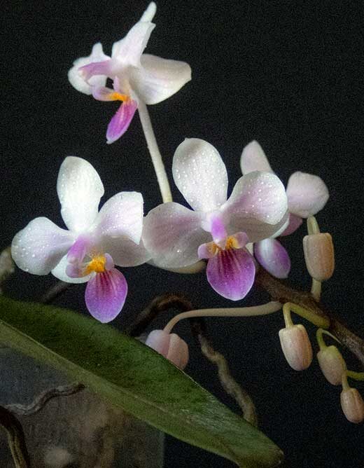 Phalaenopsis Connie Moody