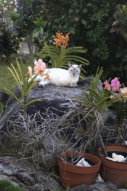 Growing orchids on the island of Vieques