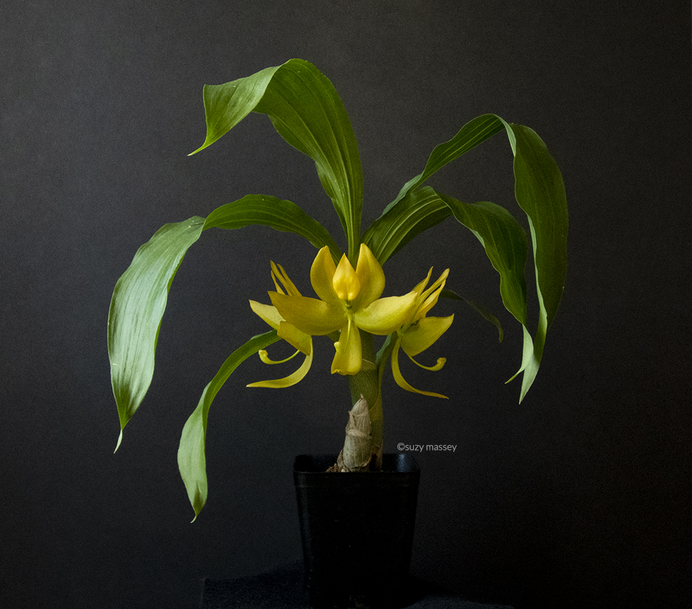 June Zoom Meeting & Member Plant Giveaway - Maine Orchid Society