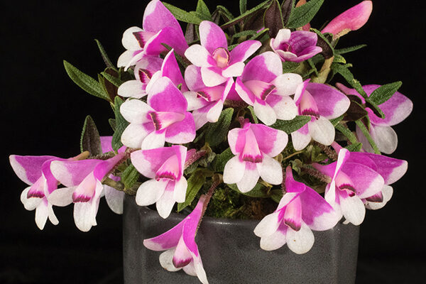 Dendrobium cuthbertsonii (photo by Ron Parsons)