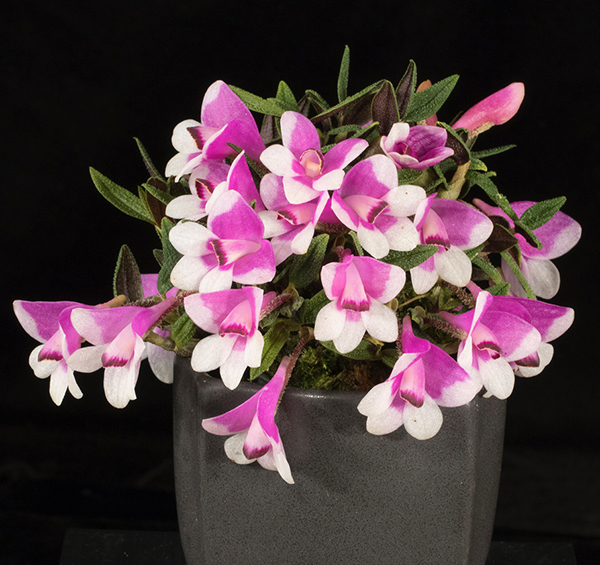 May Zoom Meeting - Maine Orchid Society