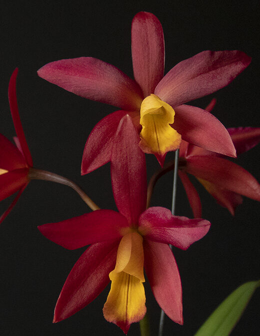 Cattleya-Orchidglade-x-Laelia-milleri
