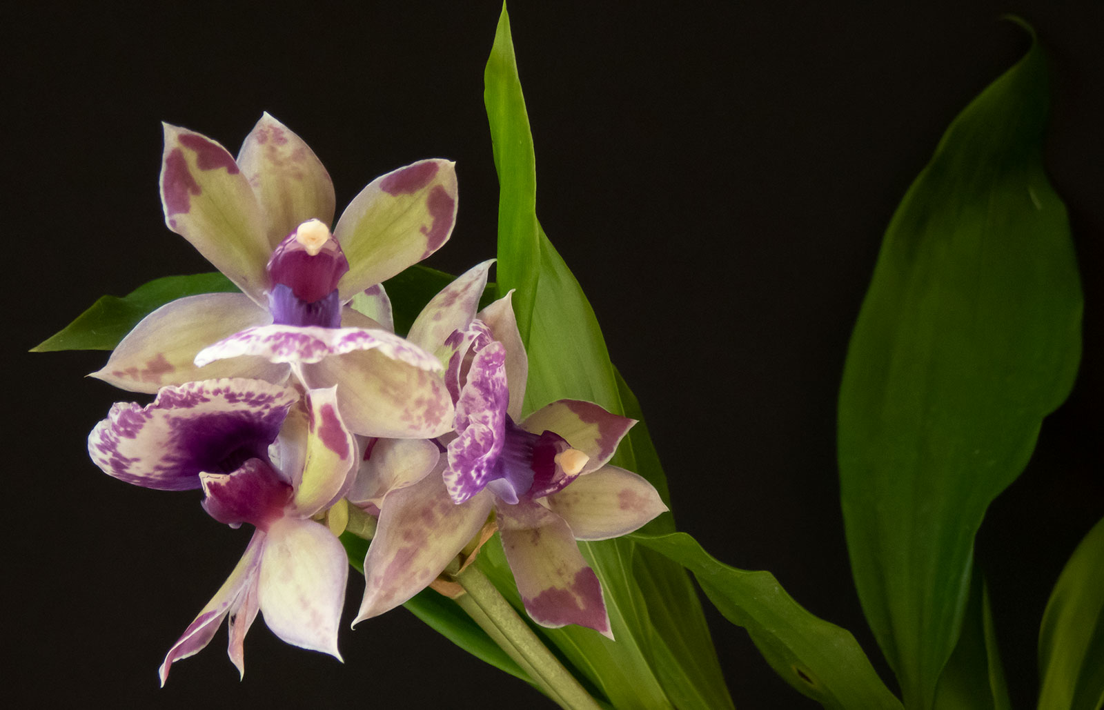 May 2023: Orchid Auction! - Maine Orchid Society