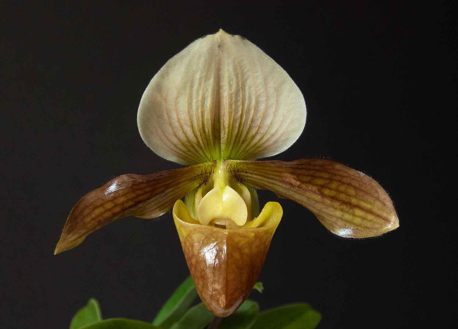 Paph. Hung Sheng 'Venus'