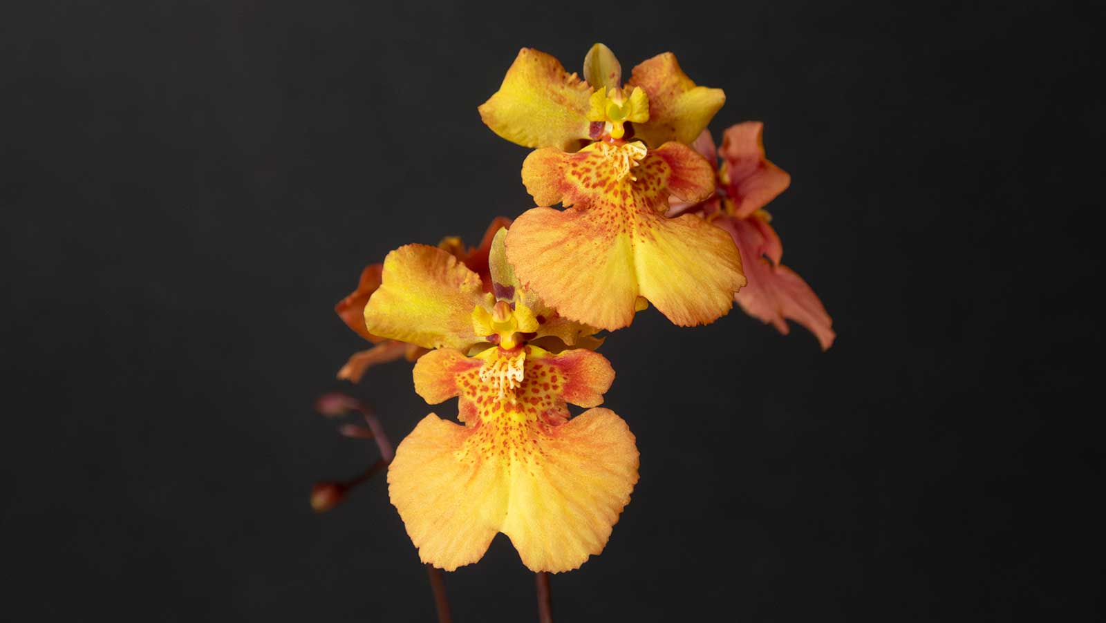 Feb. 2024 Meeting: Orchid Pests & Diseases - Maine Orchid Society