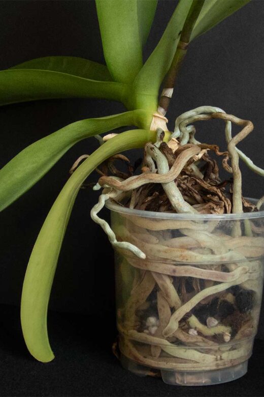 An orchid in need of repotting!