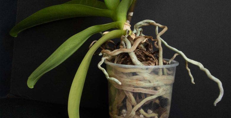 An orchid in need of repotting!