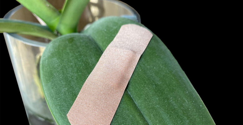 Orchid leaf with a bandaid on it.