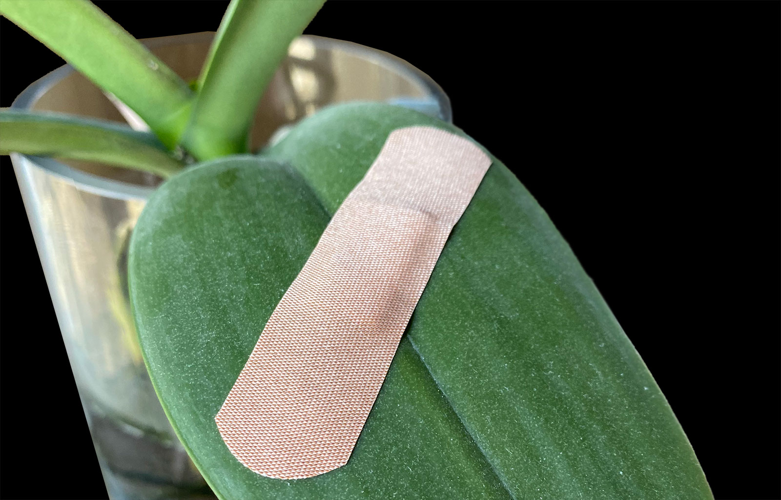 Orchid leaf with a bandaid on it.