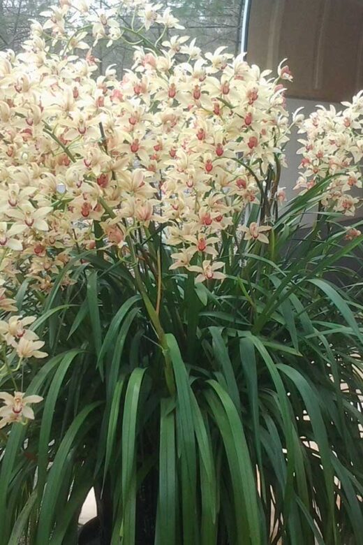 Cymbidium Pauwelsii 'Kessander'