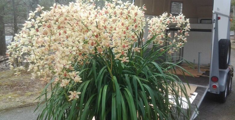 Cymbidium Pauwelsii 'Kessander'