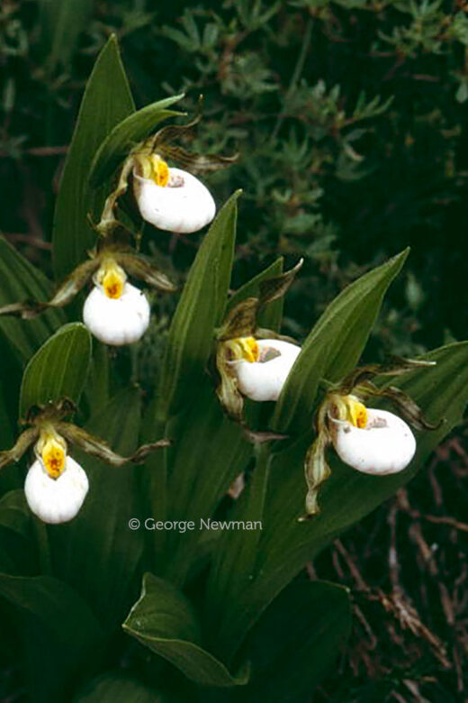 Cypripedium candidum - photo by George Newman