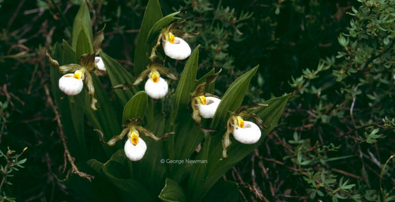 Cypripedium candidum - photo by George Newman