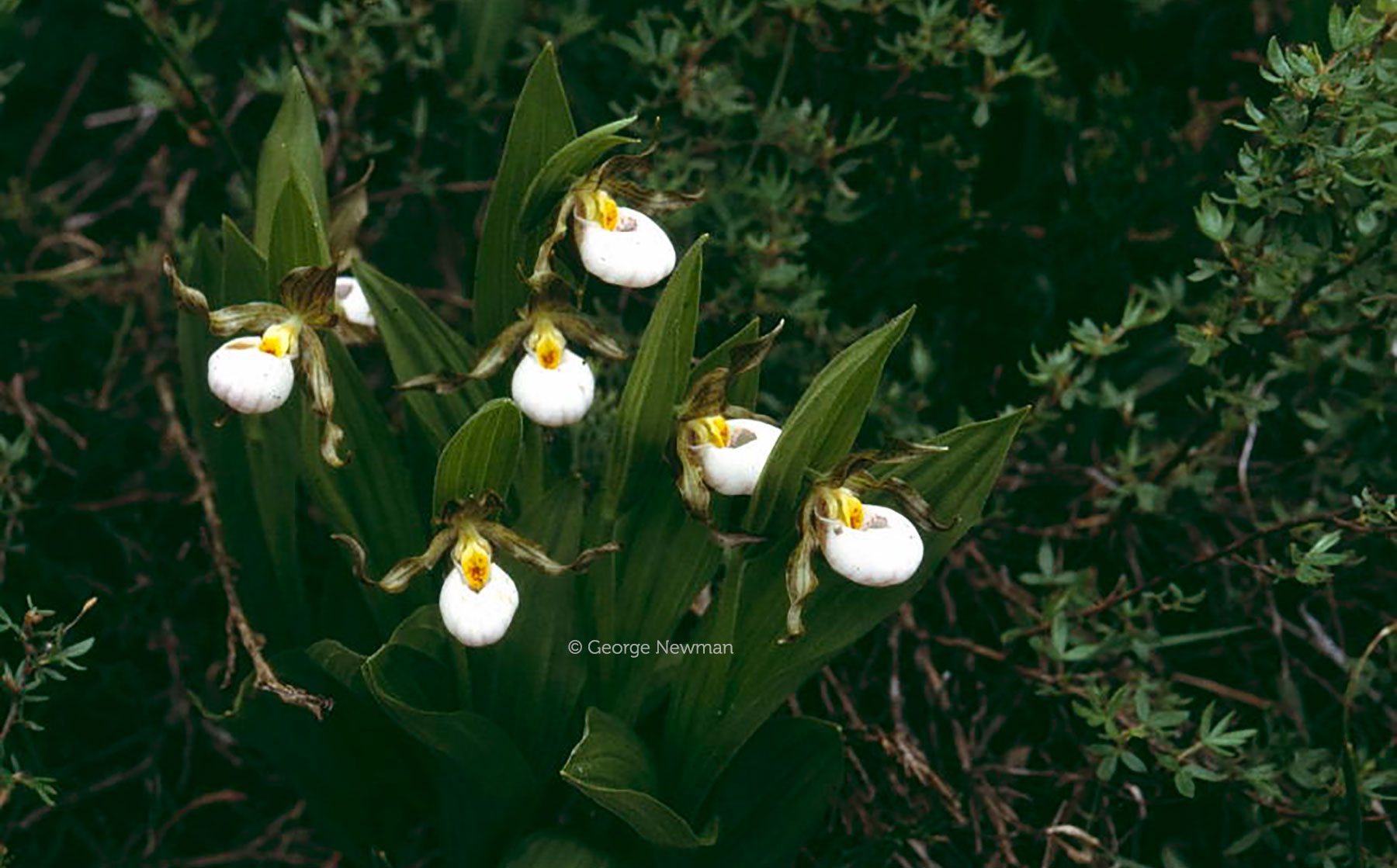 Cypripedium candidum - photo by George Newman