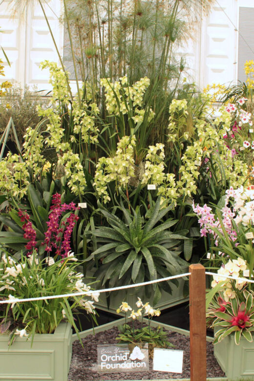 Eric Young Foundation Orchid Display at the RHS Chelsea Flower Show 2020