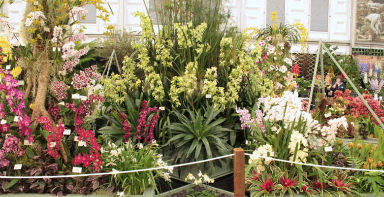 Eric Young Foundation Orchid Display at the RHS Chelsea Flower Show 2020