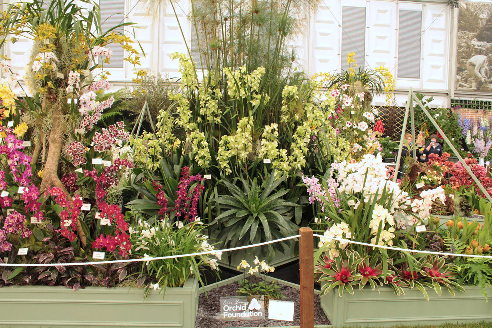 Eric Young Foundation Orchid Display at the RHS Chelsea Flower Show 2020