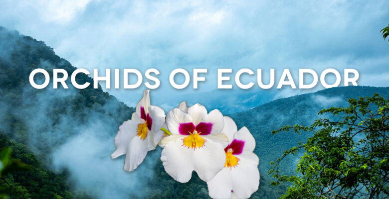 Orchids of Ecuador