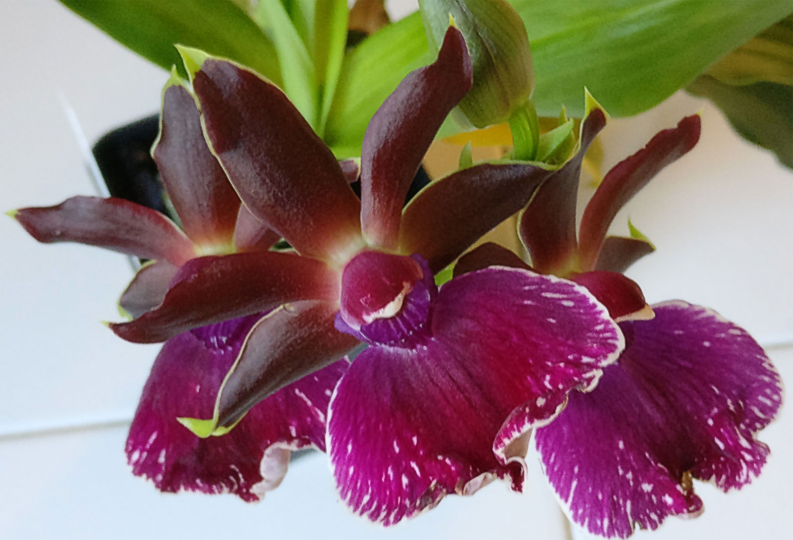 Zygolum Louisendorf 'Rhein Moonlight'