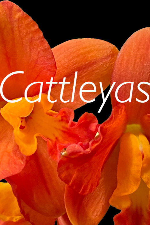 Cattleyas