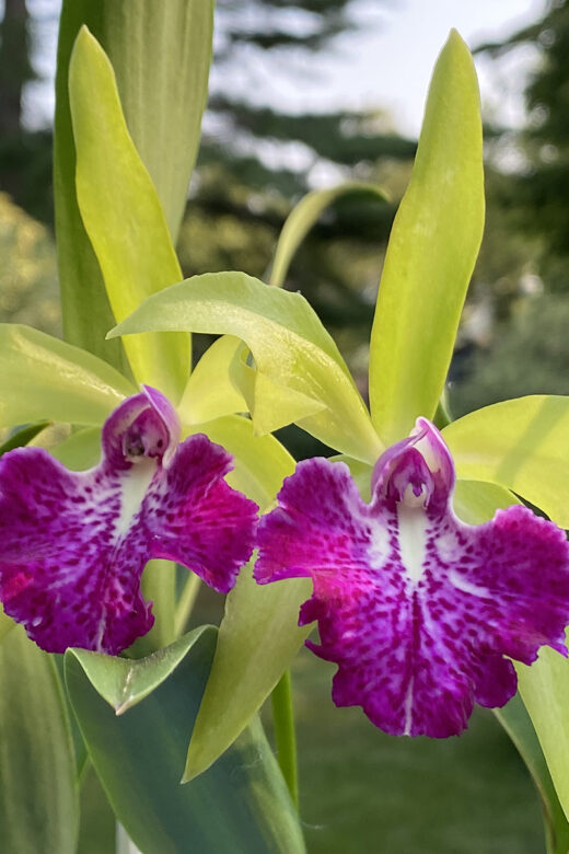 Blc Memoria Vida Lee 'limelight'