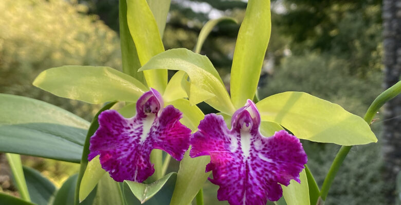 Blc Memoria Vida Lee 'limelight'