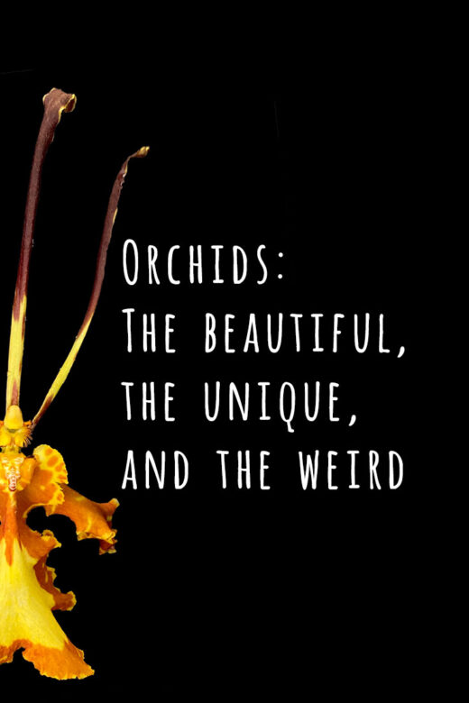 Orchids: The beautiful, the unique and the weird.