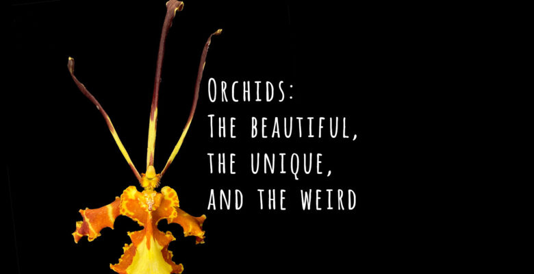Orchids: The beautiful, the unique and the weird.