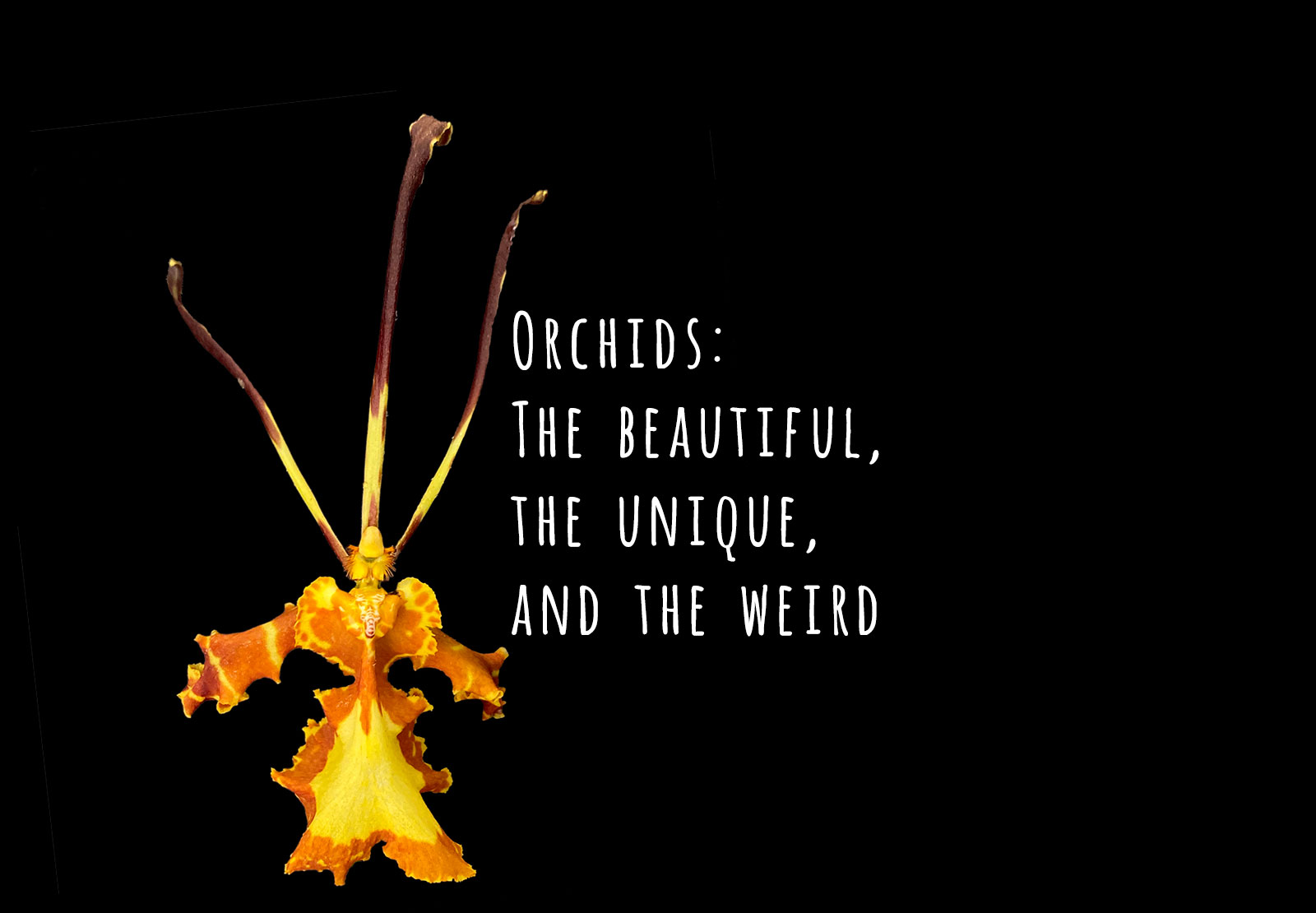 Orchids: The beautiful, the unique and the weird.