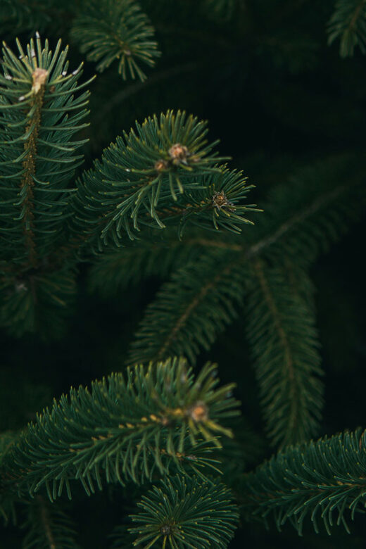 Pine tree - photo by Michael Fenton on Unsplash
