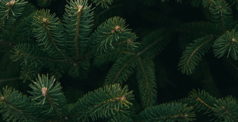 Pine tree - photo by Michael Fenton on Unsplash