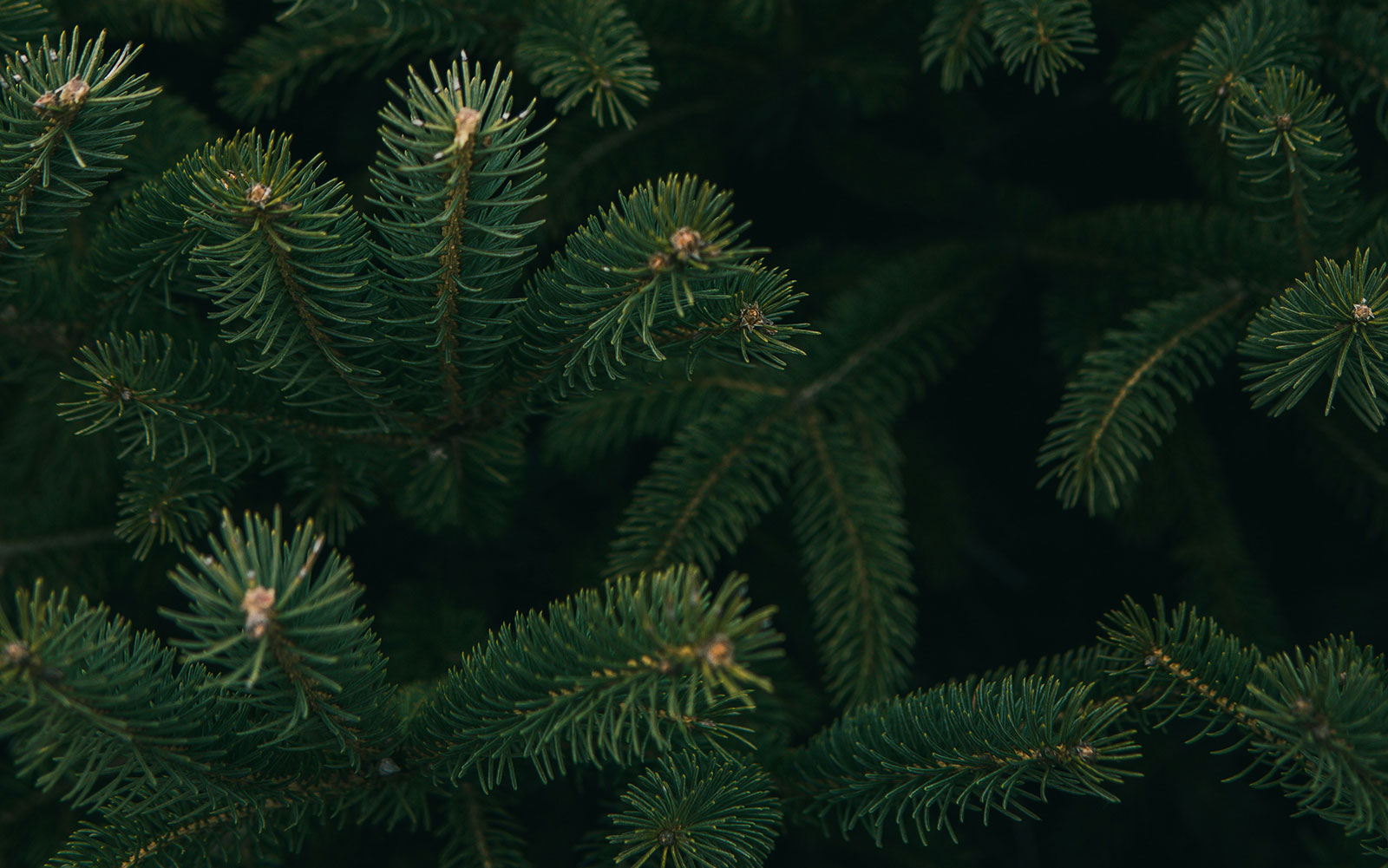Pine tree - photo by Michael Fenton on Unsplash