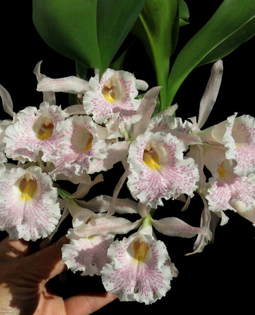 Trichopilia suavis orchid