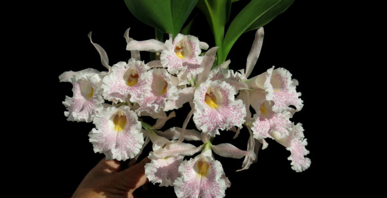Trichopilia suavis orchid