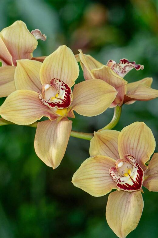 Cymbidiums