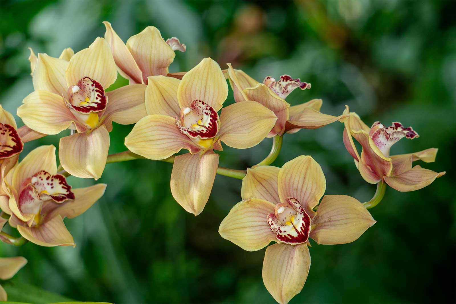 Cymbidiums