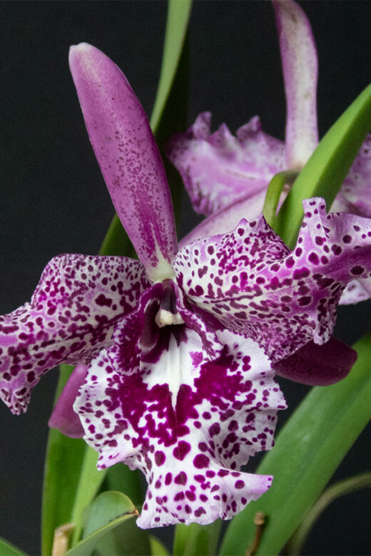Lsu. Queen Joyce Duncan 'Volcano Queen'