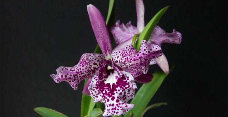Lsu. Queen Joyce Duncan 'Volcano Queen'